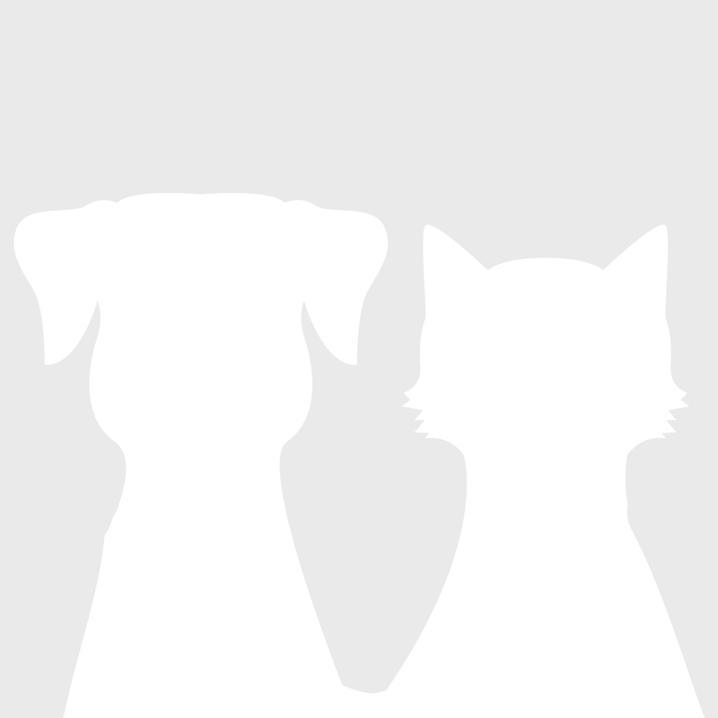 Les accessoires indispensables pour chats