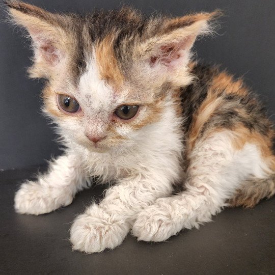 chaton Selkirk Rex black tortie & blanc Unik Chatterie Ochatmouton