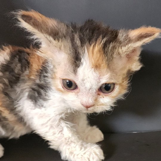 Unik Of Ochatmouton Femelle Selkirk Rex