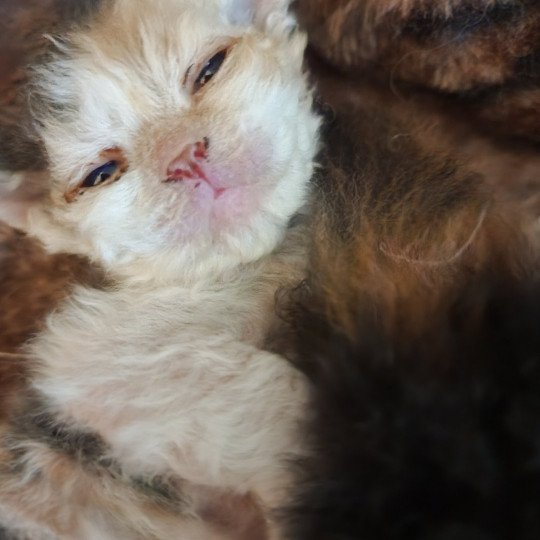 chaton Selkirk Rex blue tortie & blanc Unik Chatterie Ochatmouton
