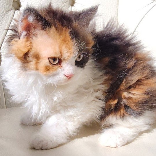 Uma Of Ochatmouton Femelle Selkirk Rex Longhair