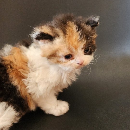 chaton Selkirk Rex Longhair black tortie & blanc Uma Chatterie Ochatmouton