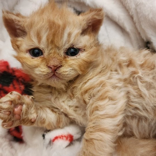 Ulysse - Yuzuru Of Ochatmouton Mâle Selkirk Rex Longhair