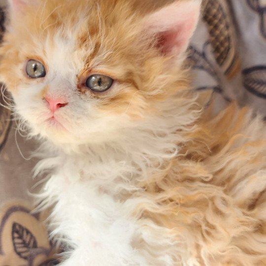 chaton Selkirk Rex Longhair red bicolor ULK - Loulou Chatterie Ochatmouton