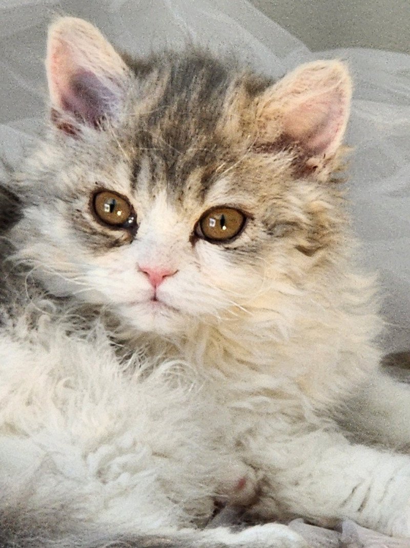 Usha Of Ochatmouton Femelle Selkirk Rex Longhair