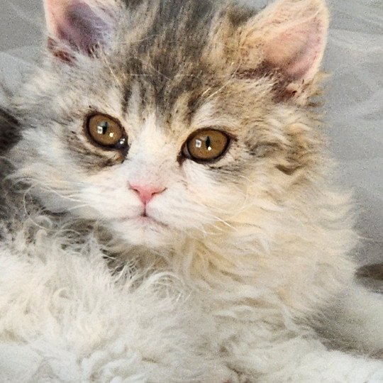 Usha Of Ochatmouton Femelle Selkirk Rex Longhair