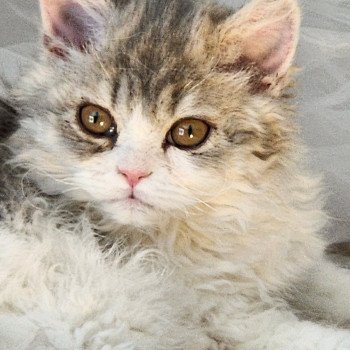 chaton Selkirk Rex Longhair blue tortie & blanc Usha Chatterie Ochatmouton chaton Selkirk Rex Longhair blue tortie & blanc Usha Chatterie Ochatmouton