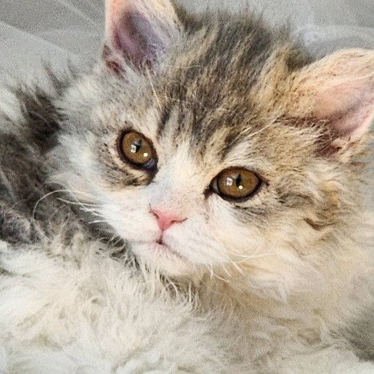 chaton Selkirk Rex Longhair blue tortie & blanc Usha Chatterie Ochatmouton