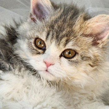 chaton Selkirk Rex Longhair blue tortie & blanc Usha Chatterie Ochatmouton chaton Selkirk Rex Longhair blue tortie & blanc Usha Chatterie Ochatmouton
