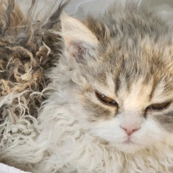 chaton Selkirk Rex Longhair blue tortie & blanc Usha Chatterie Ochatmouton chaton Selkirk Rex Longhair blue tortie & blanc Usha Chatterie Ochatmouton