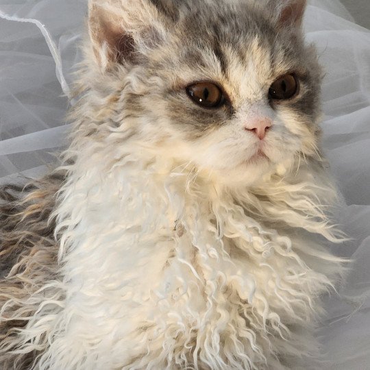 chaton Selkirk Rex Longhair blue tortie & blanc Usha Chatterie Ochatmouton