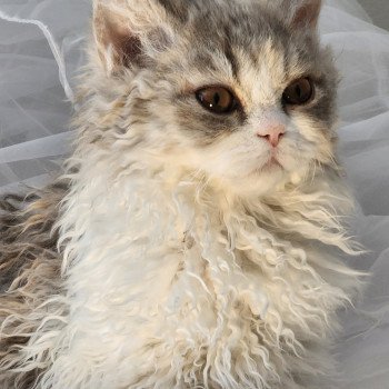 chaton Selkirk Rex Longhair blue tortie & blanc Usha Chatterie Ochatmouton chaton Selkirk Rex Longhair blue tortie & blanc Usha Chatterie Ochatmouton