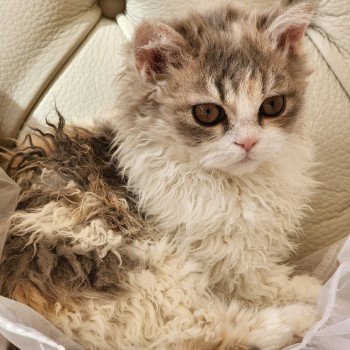 chaton Selkirk Rex Longhair blue tortie & blanc Usha Chatterie Ochatmouton chaton Selkirk Rex Longhair blue tortie & blanc Usha Chatterie Ochatmouton