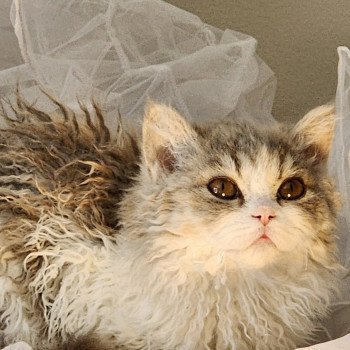 chaton Selkirk Rex Longhair blue tortie & blanc Usha Chatterie Ochatmouton chaton Selkirk Rex Longhair blue tortie & blanc Usha Chatterie Ochatmouton