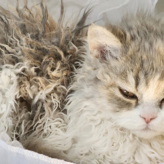 chaton Selkirk Rex Longhair blue tortie & blanc Usha Chatterie Ochatmouton