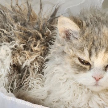 chaton Selkirk Rex Longhair blue tortie & blanc Usha Chatterie Ochatmouton chaton Selkirk Rex Longhair blue tortie & blanc Usha Chatterie Ochatmouton