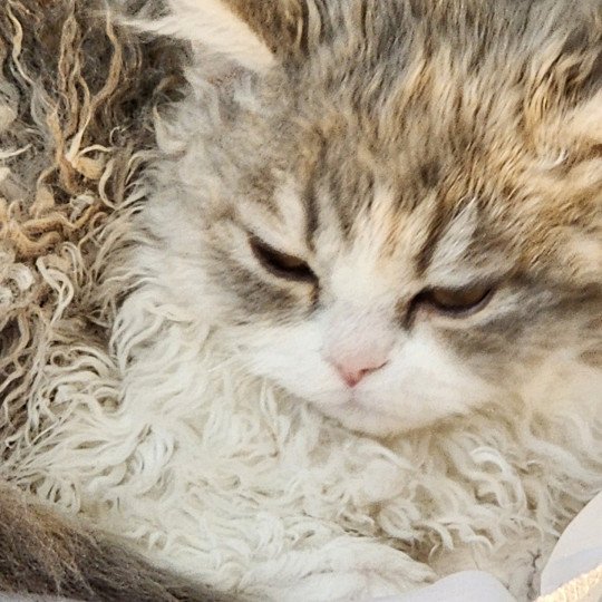 chaton Selkirk Rex Longhair blue tortie & blanc Usha Chatterie Ochatmouton