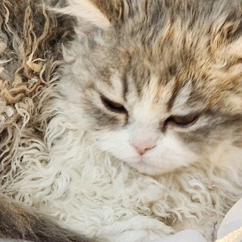 chaton Selkirk Rex Longhair blue tortie & blanc Usha Chatterie Ochatmouton chaton Selkirk Rex Longhair blue tortie & blanc Usha Chatterie Ochatmouton