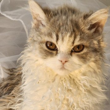 chaton Selkirk Rex Longhair blue tortie & blanc Usha Chatterie Ochatmouton chaton Selkirk Rex Longhair blue tortie & blanc Usha Chatterie Ochatmouton