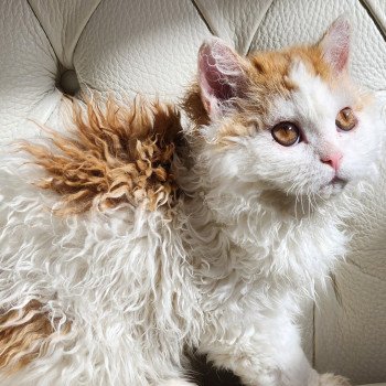 chaton Selkirk Rex Longhair red & blanc arlequin Ulix - Caramel Chatterie Ochatmouton chaton Selkirk Rex Longhair red & blanc arlequin Ulix - Caramel Chatterie Ochatmouton