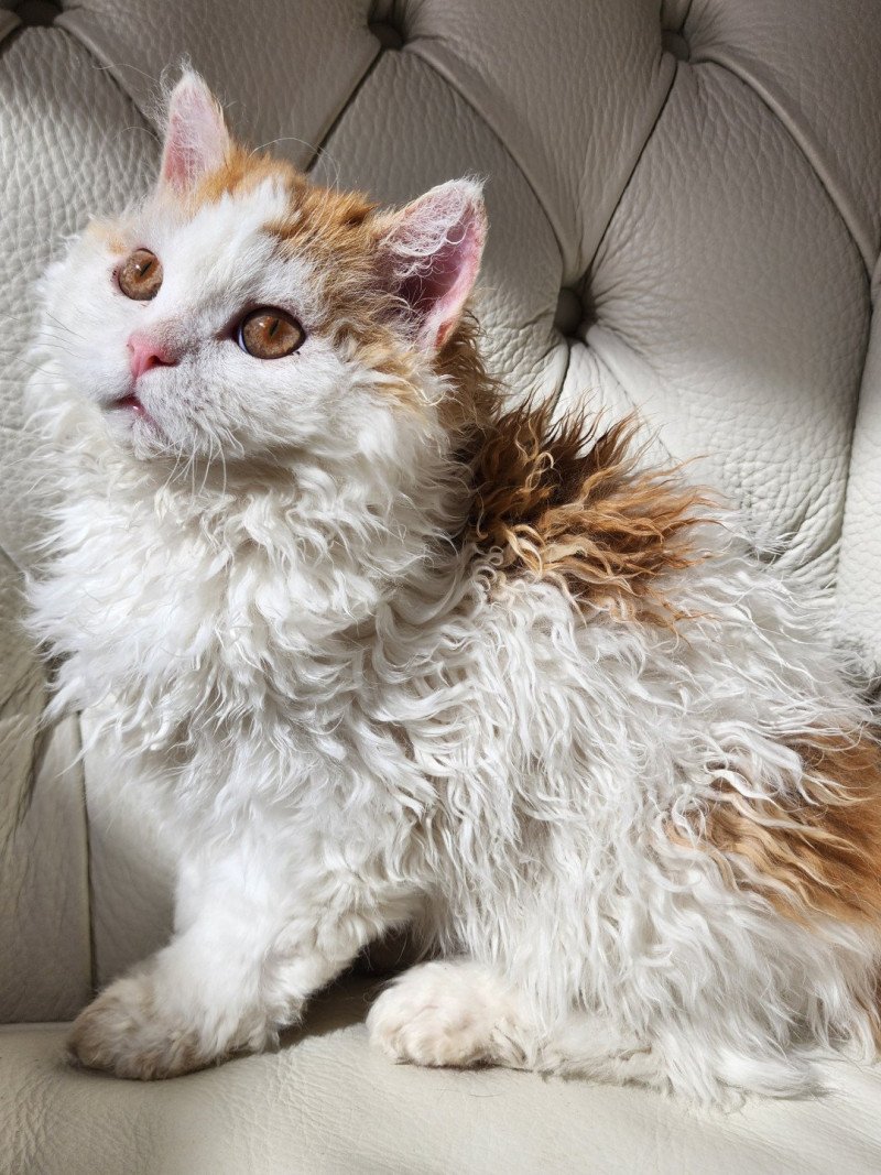 Ulix - Caramel Of Ochatmouton Mâle Selkirk Rex Longhair