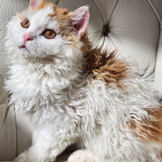 Ulix - Caramel Of Ochatmouton Mâle Selkirk Rex Longhair