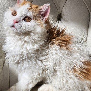 chaton Selkirk Rex Longhair red & blanc arlequin Ulix - Caramel Chatterie Ochatmouton chaton Selkirk Rex Longhair red & blanc arlequin Ulix - Caramel Chatterie Ochatmouton