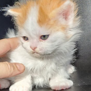 chaton Selkirk Rex Longhair red & blanc arlequin Ulix Chatterie Ochatmouton chaton Selkirk Rex Longhair red & blanc arlequin Ulix Chatterie Ochatmouton