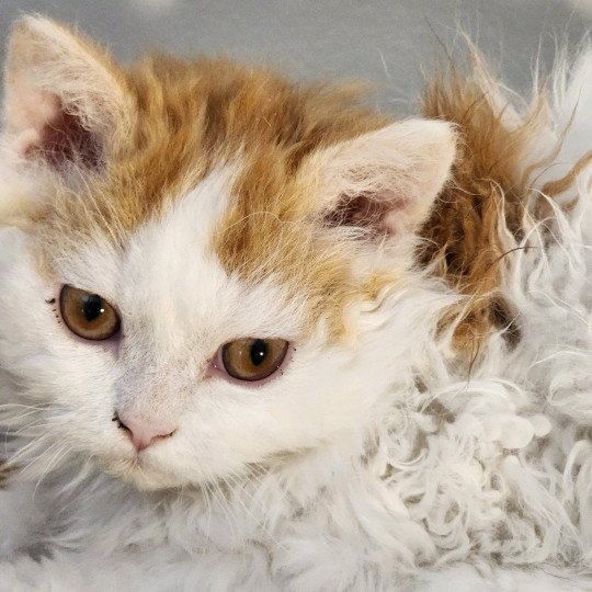 chaton Selkirk Rex Longhair red & blanc arlequin Ulix Chatterie Ochatmouton