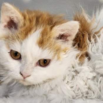chaton Selkirk Rex Longhair red & blanc arlequin Ulix Chatterie Ochatmouton chaton Selkirk Rex Longhair red & blanc arlequin Ulix Chatterie Ochatmouton