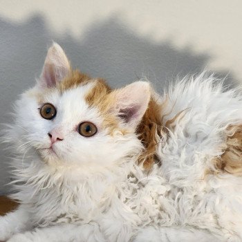 chaton Selkirk Rex Longhair red & blanc arlequin Ulix Chatterie Ochatmouton chaton Selkirk Rex Longhair red & blanc arlequin Ulix Chatterie Ochatmouton