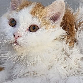 chaton Selkirk Rex Longhair red & blanc arlequin Ulix Chatterie Ochatmouton chaton Selkirk Rex Longhair red & blanc arlequin Ulix Chatterie Ochatmouton
