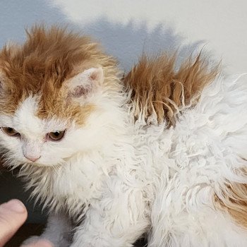 chaton Selkirk Rex Longhair red & blanc arlequin Ulix Chatterie Ochatmouton chaton Selkirk Rex Longhair red & blanc arlequin Ulix Chatterie Ochatmouton