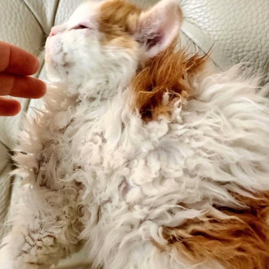 chaton Selkirk Rex Longhair red & blanc arlequin Ulix Chatterie Ochatmouton