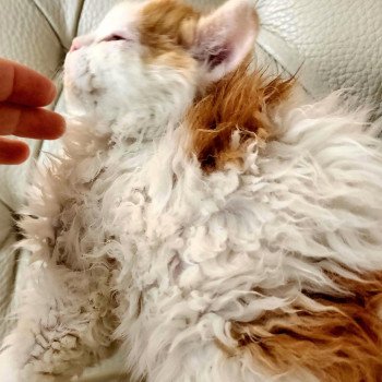 chaton Selkirk Rex Longhair red & blanc arlequin Ulix Chatterie Ochatmouton chaton Selkirk Rex Longhair red & blanc arlequin Ulix Chatterie Ochatmouton