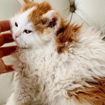 chaton Selkirk Rex Longhair red & blanc arlequin Ulix Chatterie Ochatmouton chaton Selkirk Rex Longhair red & blanc arlequin Ulix Chatterie Ochatmouton