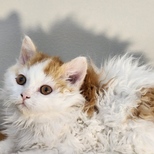 chaton Selkirk Rex Longhair red & blanc arlequin Ulix Chatterie Ochatmouton