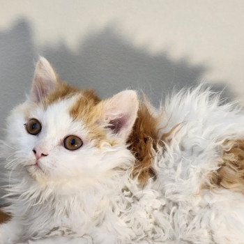 chaton Selkirk Rex Longhair red & blanc arlequin Ulix Chatterie Ochatmouton chaton Selkirk Rex Longhair red & blanc arlequin Ulix Chatterie Ochatmouton