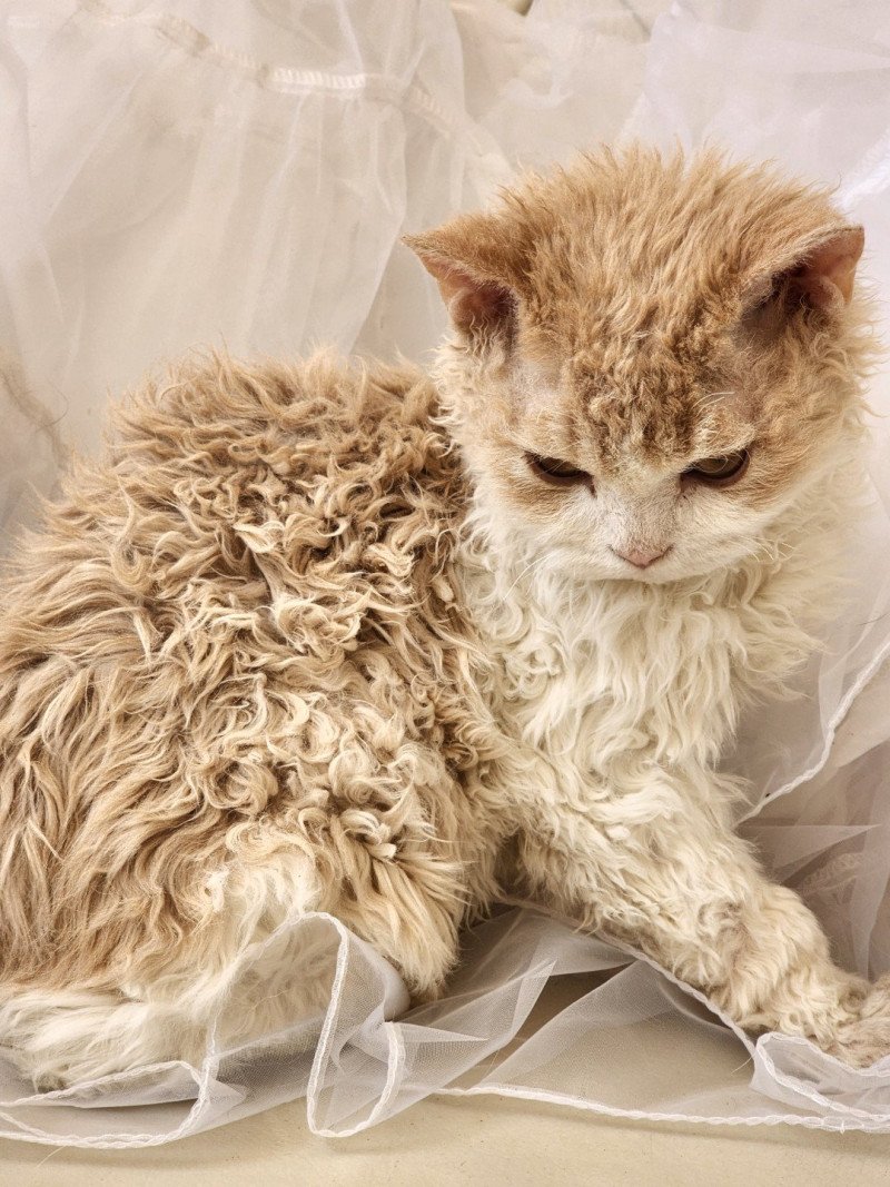 Uban Of Ochatmouton Mâle Selkirk Rex