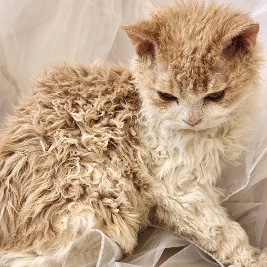 chaton Selkirk Rex cream & blanc Uban Chatterie Ochatmouton