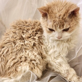 chaton Selkirk Rex cream & blanc Uban Chatterie Ochatmouton chaton Selkirk Rex cream & blanc Uban Chatterie Ochatmouton