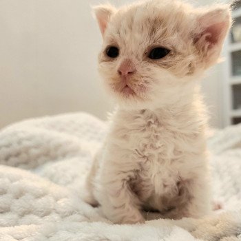 chaton Selkirk Rex cream & blanc Chatterie Ochatmouton chaton Selkirk Rex cream & blanc Chatterie Ochatmouton