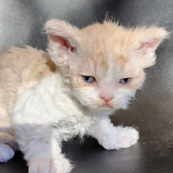 chaton Selkirk Rex cream & blanc Uban Chatterie Ochatmouton chaton Selkirk Rex cream & blanc Uban Chatterie Ochatmouton