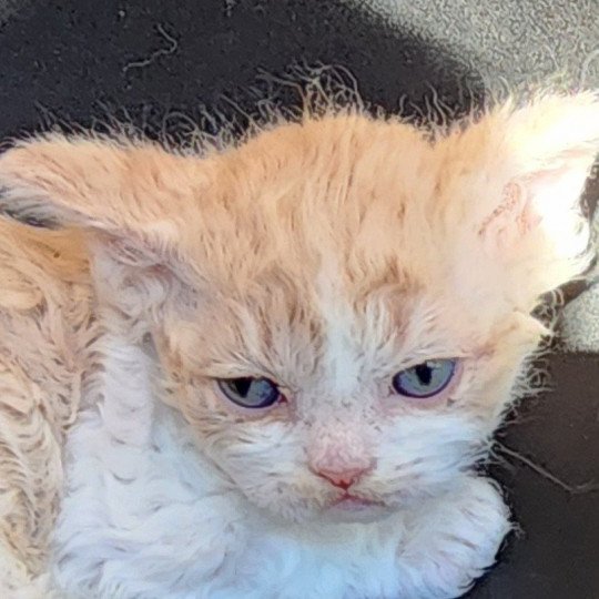 chaton Selkirk Rex cream & blanc Uban Chatterie Ochatmouton