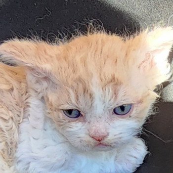 chaton Selkirk Rex cream & blanc Uban Chatterie Ochatmouton chaton Selkirk Rex cream & blanc Uban Chatterie Ochatmouton