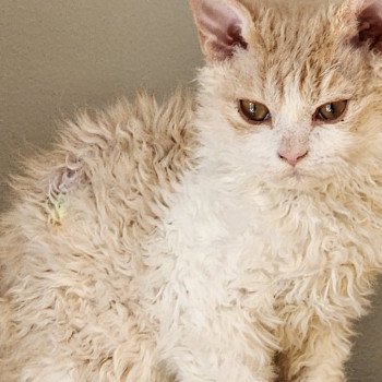 chaton Selkirk Rex cream & blanc Uban Chatterie Ochatmouton chaton Selkirk Rex cream & blanc Uban Chatterie Ochatmouton