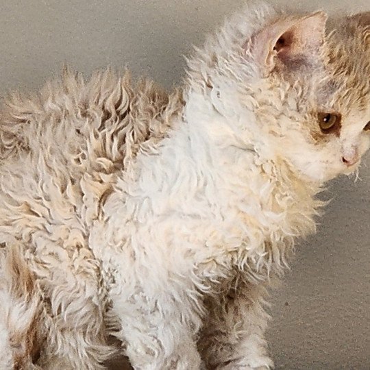 chaton Selkirk Rex cream & blanc Uban Chatterie Ochatmouton