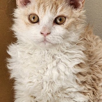 chaton Selkirk Rex cream & blanc Uban Chatterie Ochatmouton chaton Selkirk Rex cream & blanc Uban Chatterie Ochatmouton