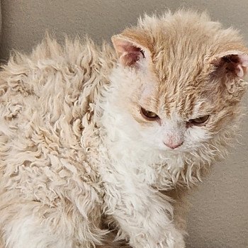 chaton Selkirk Rex cream & blanc Uban Chatterie Ochatmouton chaton Selkirk Rex cream & blanc Uban Chatterie Ochatmouton