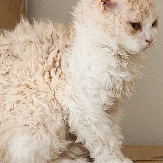 chaton Selkirk Rex cream & blanc Uban Chatterie Ochatmouton